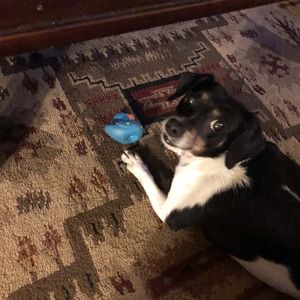 Meet your Posher, Janice